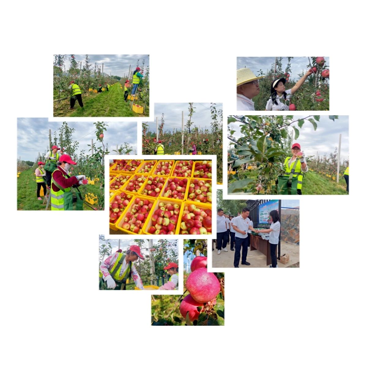 202308241692861830851357.jpg c87a0e0c97fa75bd137eb4e89907bffa.jpg