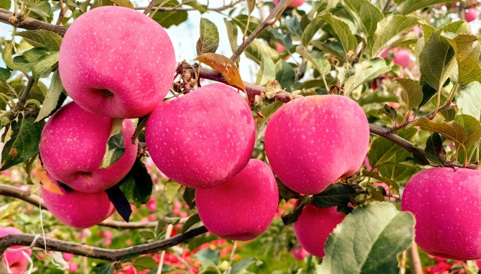 向綠而行 向新發(fā)力 加快培育新質(zhì)生產(chǎn)力——甘肅建投生態(tài)公司經(jīng)濟林建設(shè)高質(zhì)量發(fā)展紀(jì)實